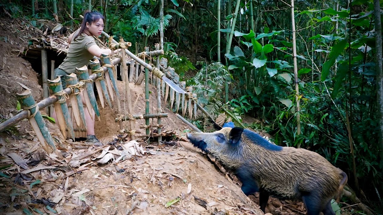 Wild boars attack shelters; how to set traps for wild boars in the wild, survival alone
