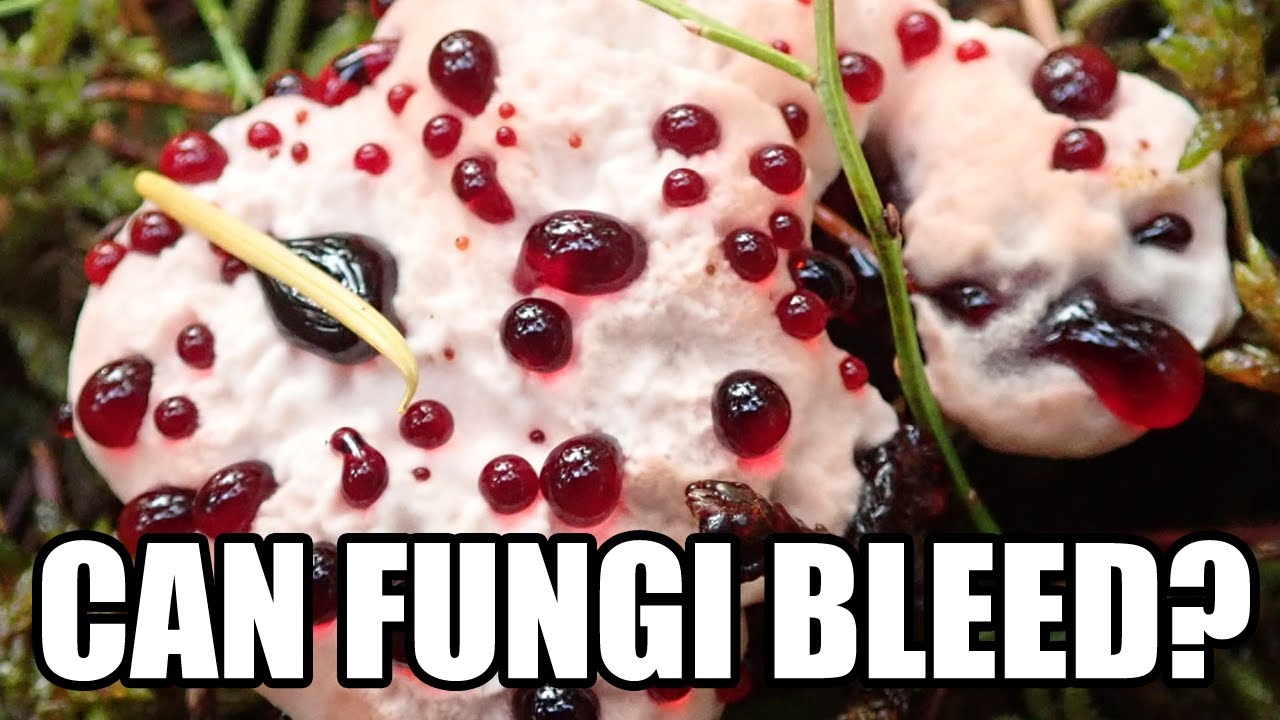 Nature’s Horror Show: The Bleeding Tooth Fungus (Hydnellum peckii)