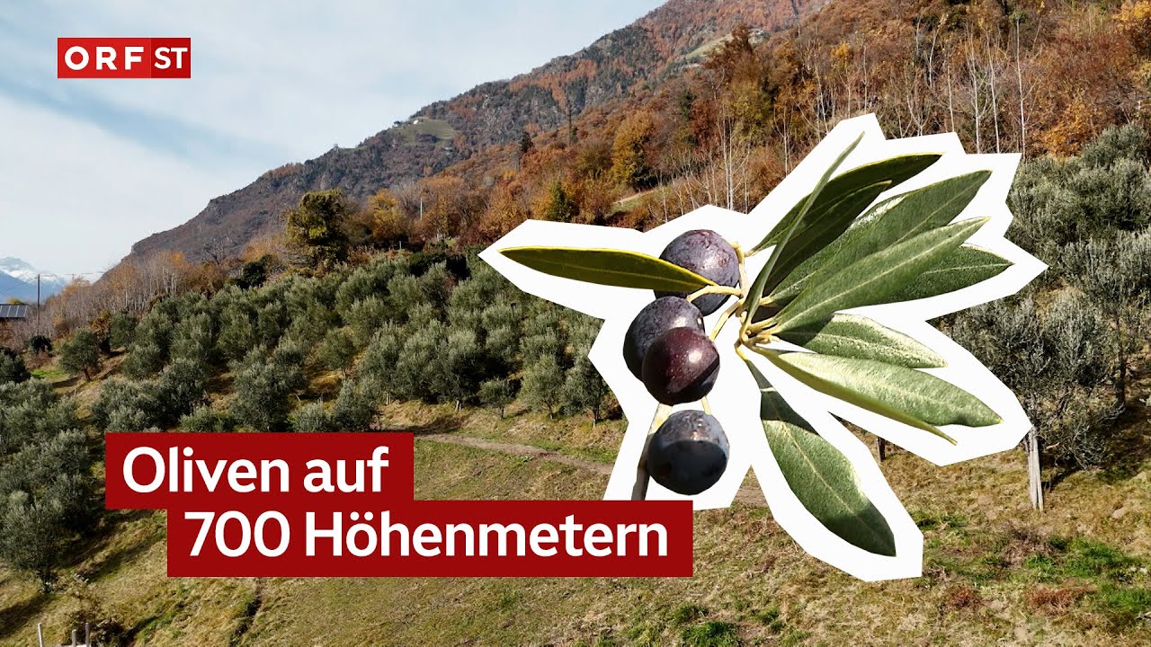 Hier wachsen Oliven in der Höhe | Südtirol heute vom 14.11.2025