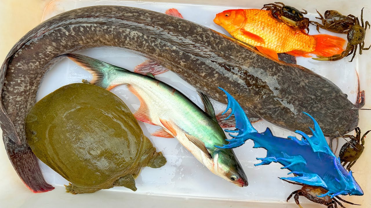 Kem Ốc Chanel giải cứu đàn cá bị cá mập Baby Shark đuổi trở về ao, cá trê, cá trắm, ba ba, con cua.
