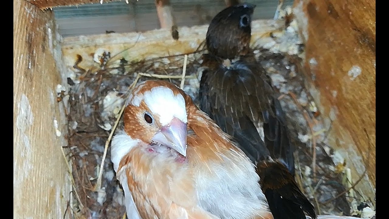ISABELITAS SALVAN A DIAMANTE DE GOULD 🐥 Decisiones para salvar pichones