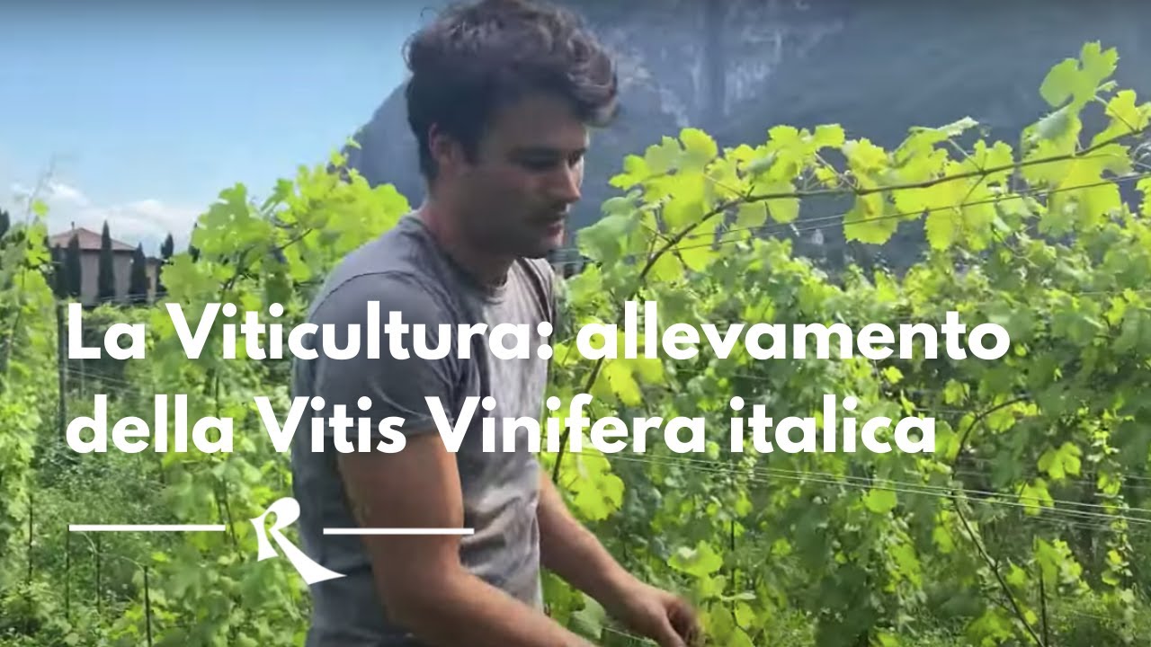 La VITICOLTURA: allevamento della Vitis Vinifera italica.