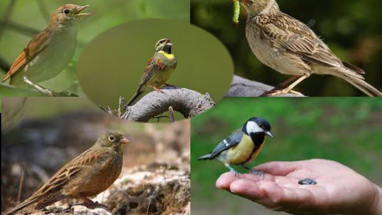 طائر العندليب ميكس مع طيور أخرى مغردة      Nightingale song twitter mix with other songbirds