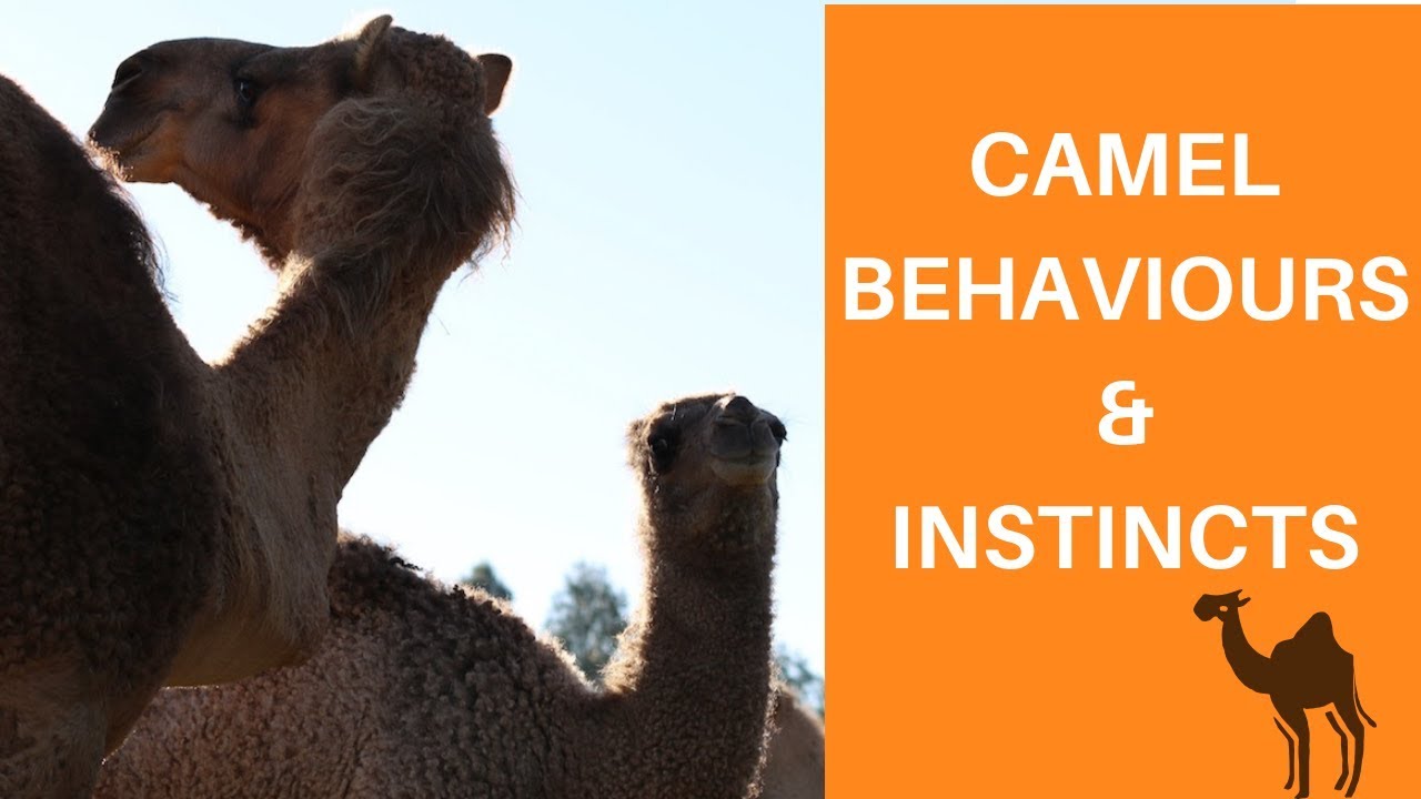 Camel Behaviours & Instincs