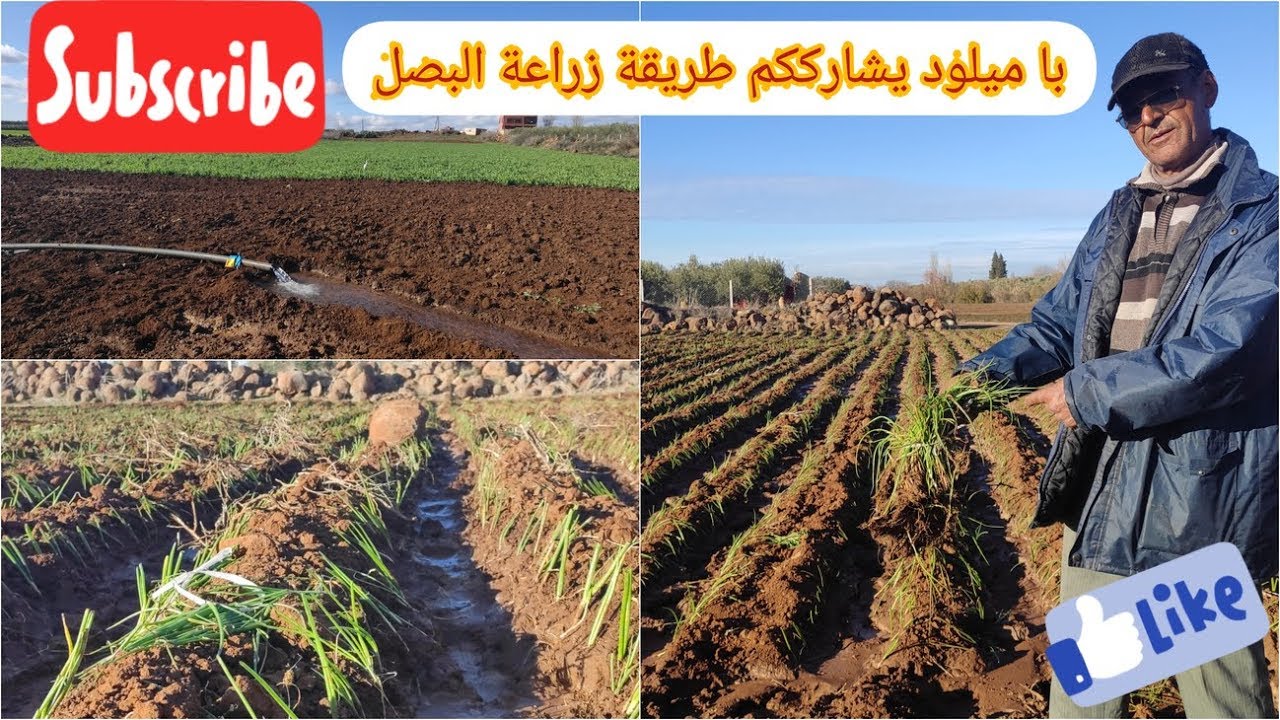 با ميلود يشارككم تفاصيل زراعة البصل