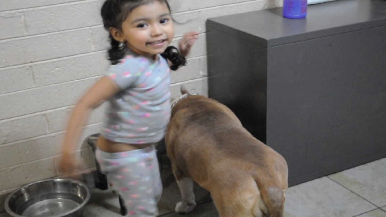 american bullies temperaments