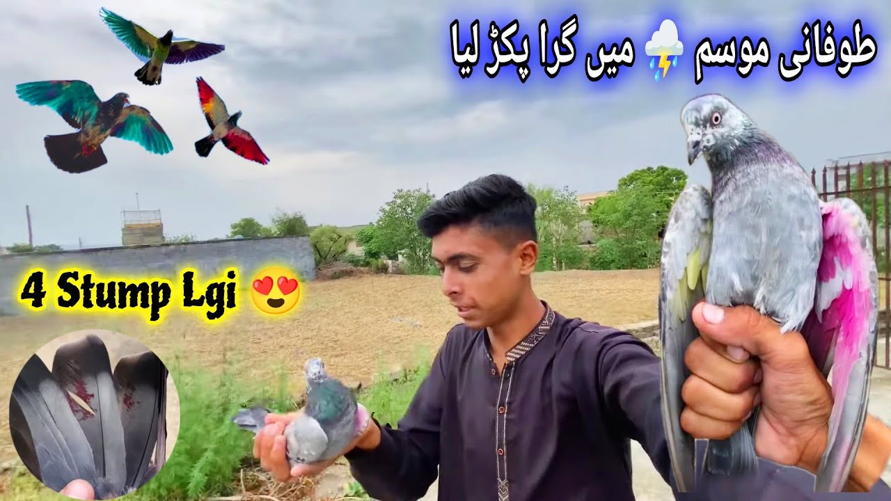 4_Mohar Wala Pakra😍 Barish⛈️ Me Aye Zameeno Me Gira 🥵