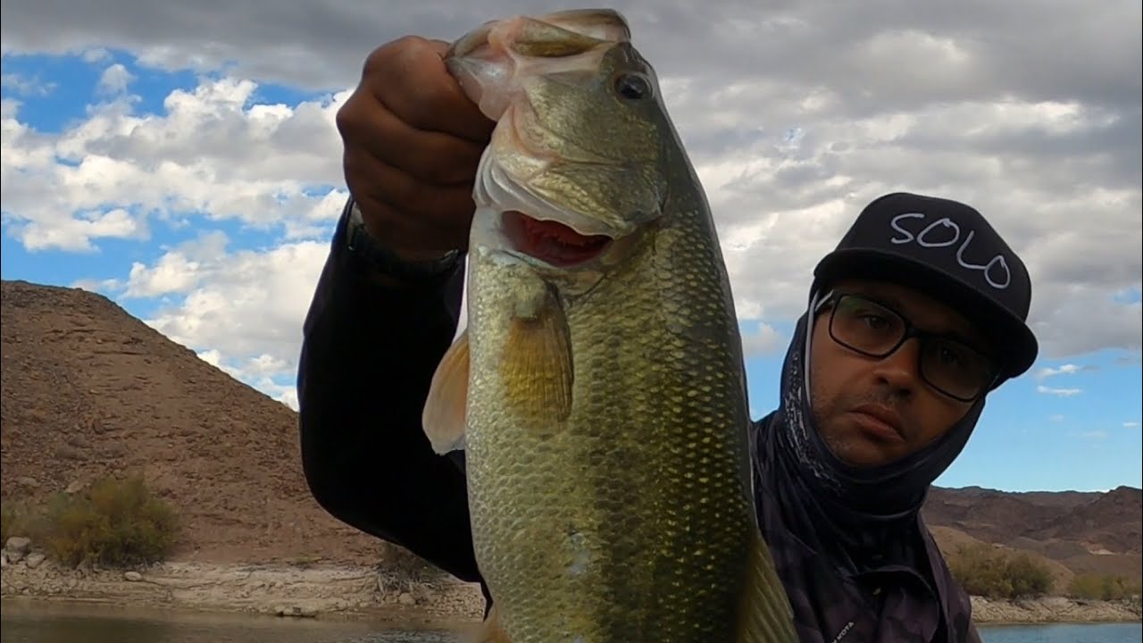 Top water stripers ,largemouth bass /desert swimbait fishing/ glides/ A rigs/ spooks