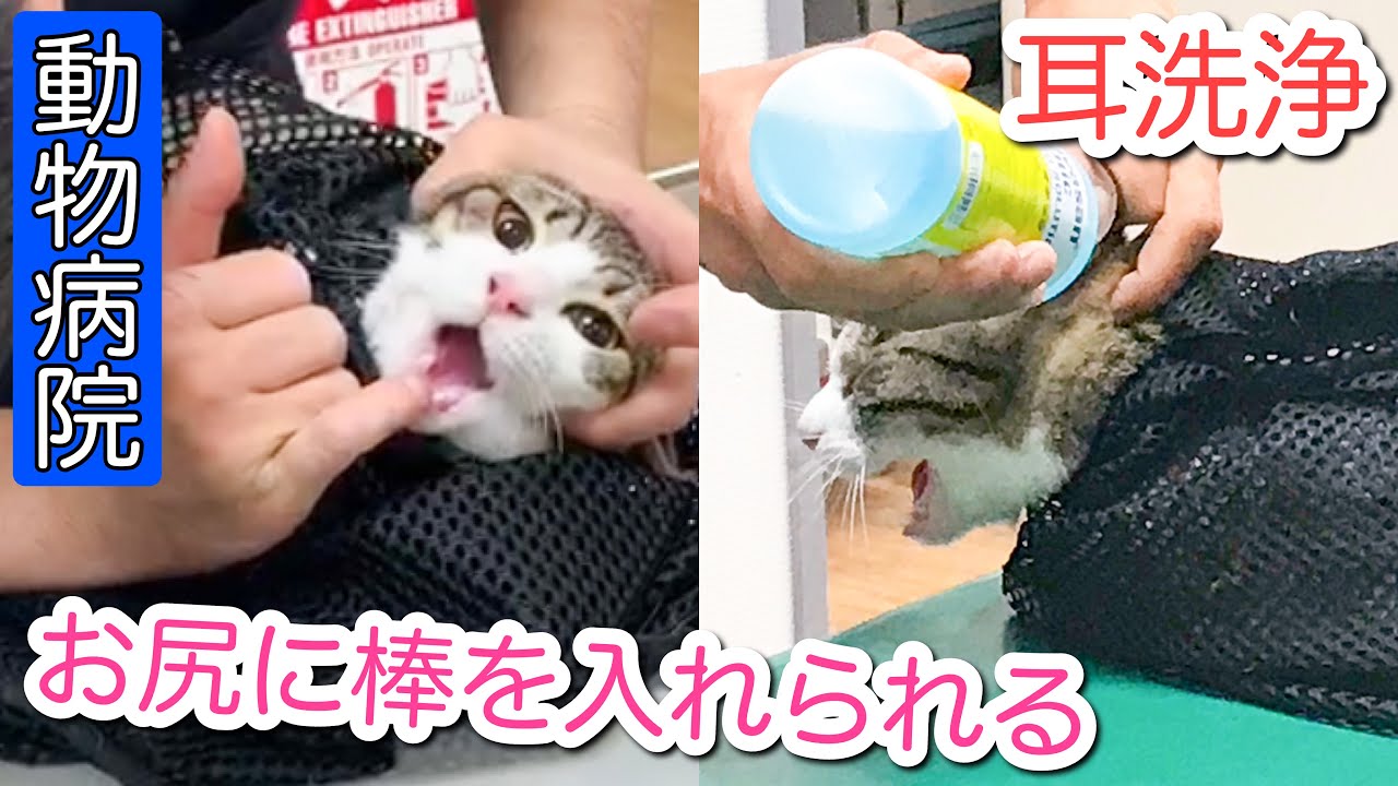 我が家の猫2匹、動物病院で色々と検査してもらう！【耳垢洗浄】【検便】