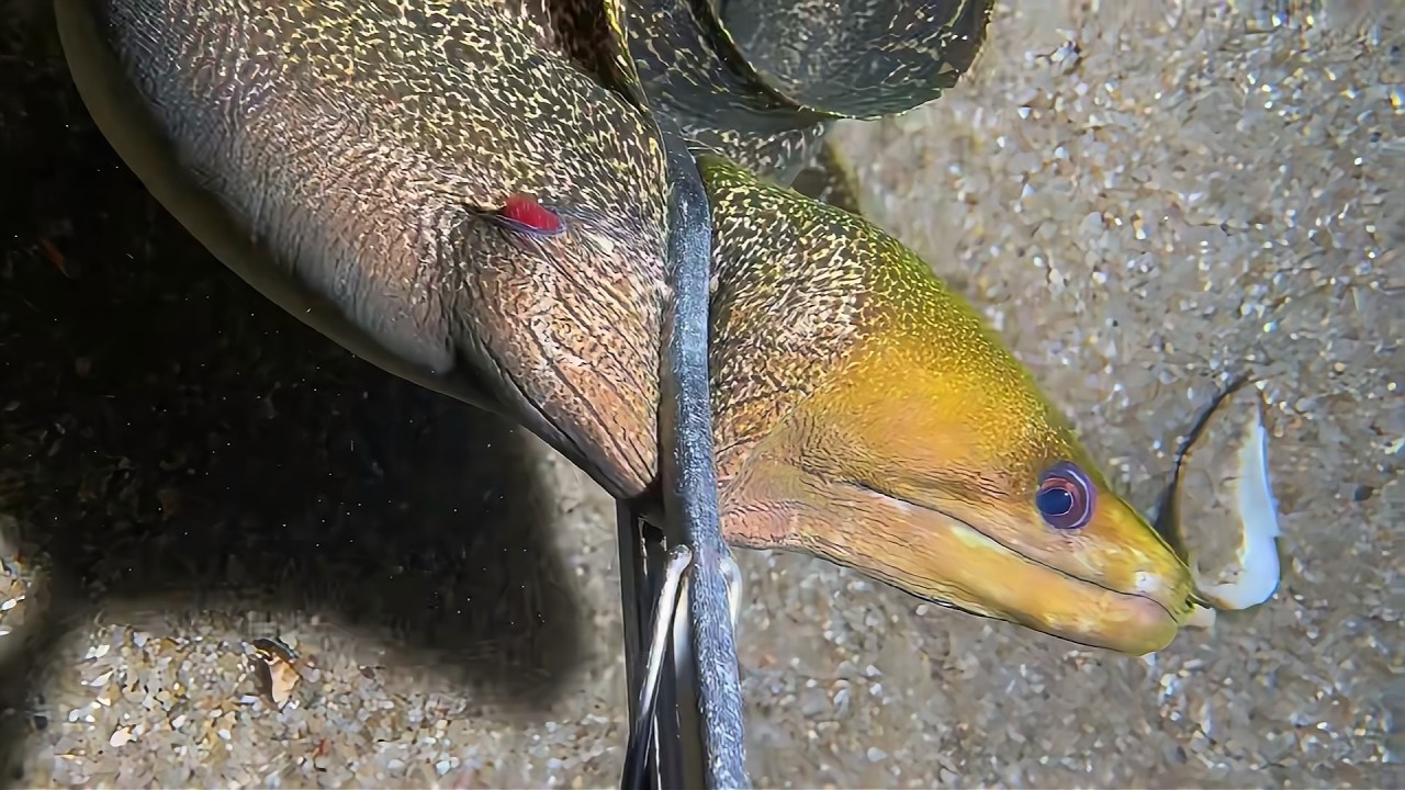 Live Stream 🟢 –Underwater Monster Discovery - Dare to Join！ #diving #fishing #seafood #shorts