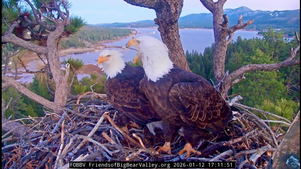 Jackie & Shadow- Big Bear Eagle Nest❤️01/12/26