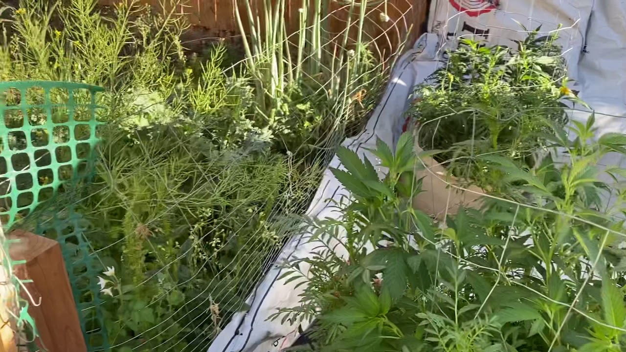 2020 Colorado outdoor Cannabis grow pt 4