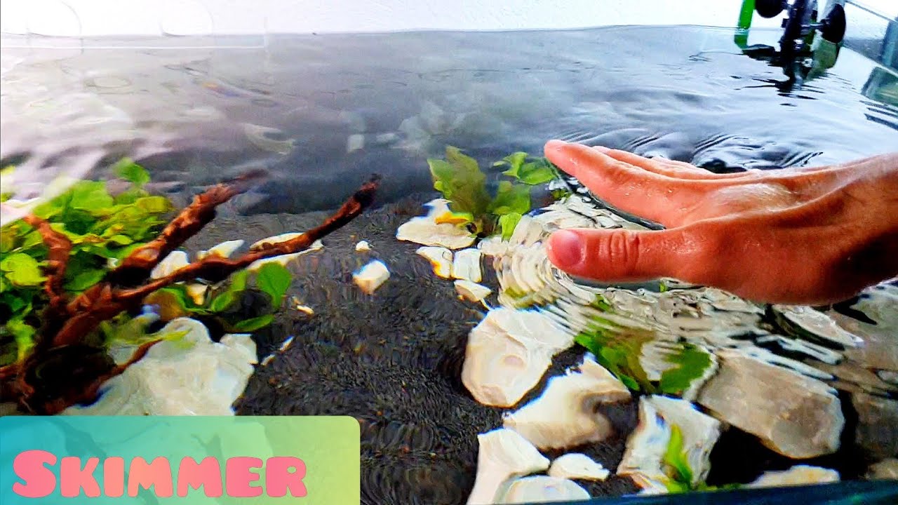 SKIMMER DE SUPERFICIE PARA ACUARIOS / TODO LO QUE DEBES SABER DEL BIO-FILM