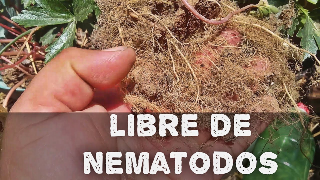 COMO ELIMINAR NEMATODOS DE TU HUERTO(AGRICULTURA ORGÁNICA)