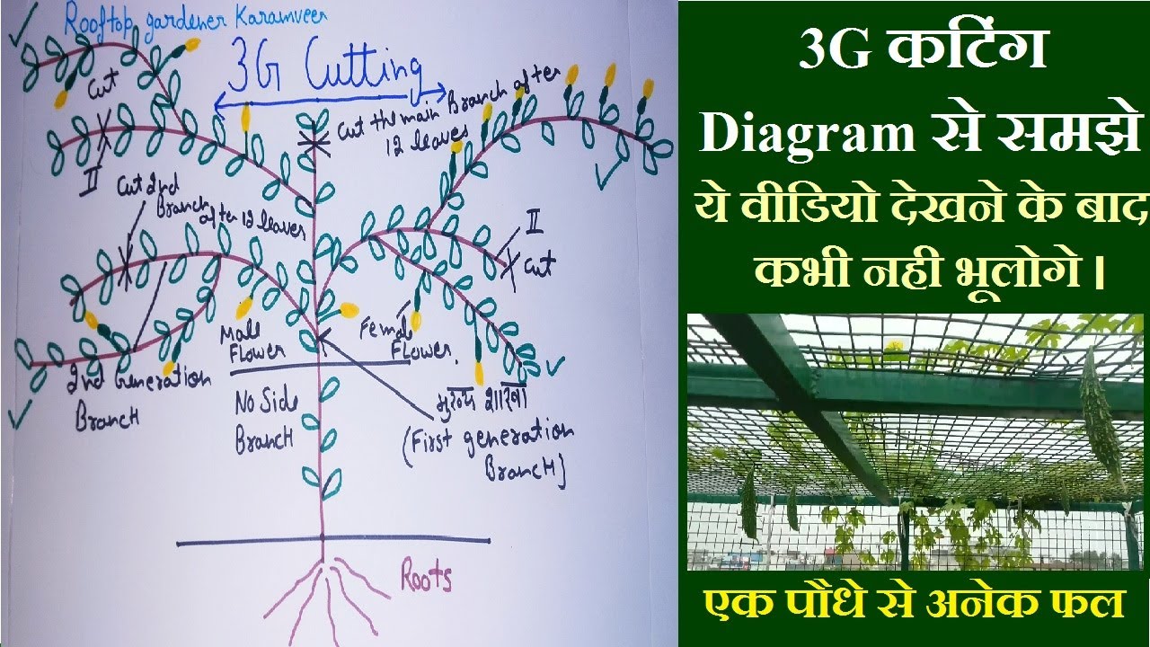 3G cutting on plants. लौकी , तोरई , करेला , कद्दू , खीरा , ककड़ी की 3G कटिंग कैसे करे । बंपर पैदावार
