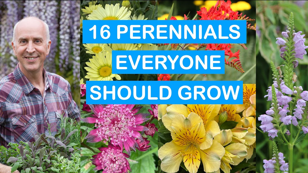 16 MUST-HAVE PERENNIALS FOR EVERY GARDEN – LONG-LASTING SUMMER COLOUR