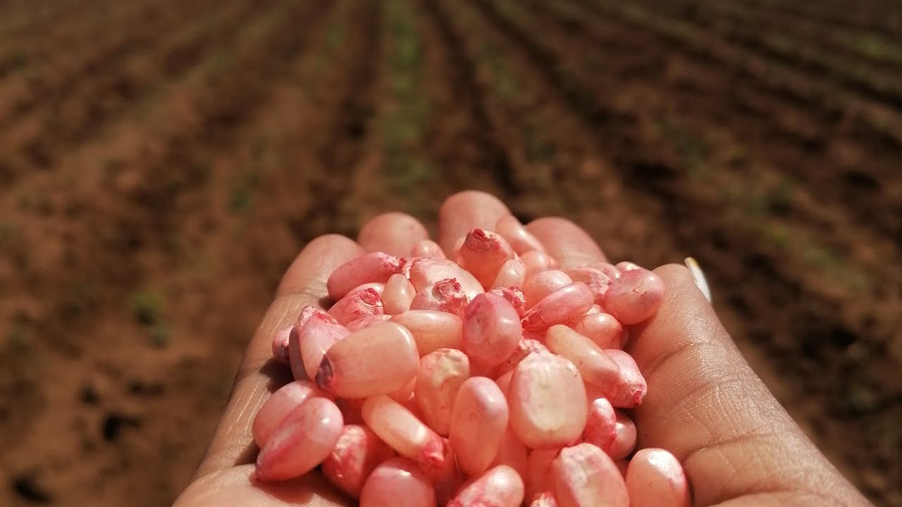 Planting Maize using Conservation Agriculture Method