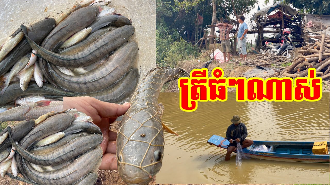 ទឹកស្រកបង់ត្រីតាមស្ទឹង បានធំៗណាស់