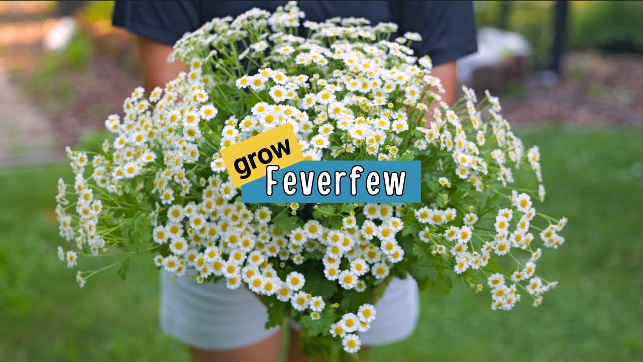 Feverfew from seed to harvest 🌼Complete beginner guide