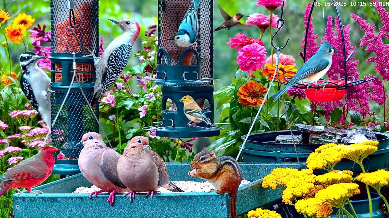 🔴LIVE Spring Bird Feeder: Cardinals, Woodpeckers, Doves, song birds, Sleep, Cat TV