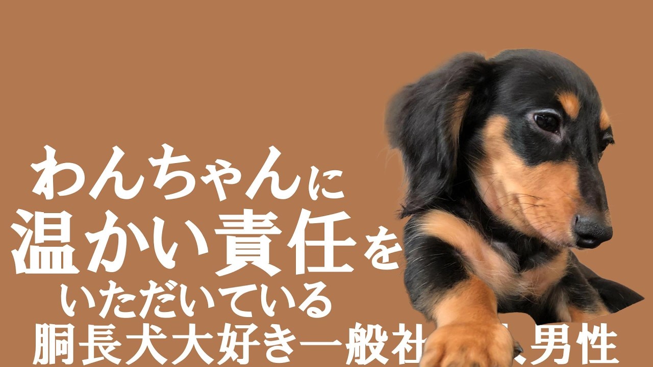 わんちゃんに温かい責任をいただいている胴長犬大好き一般社会人男性