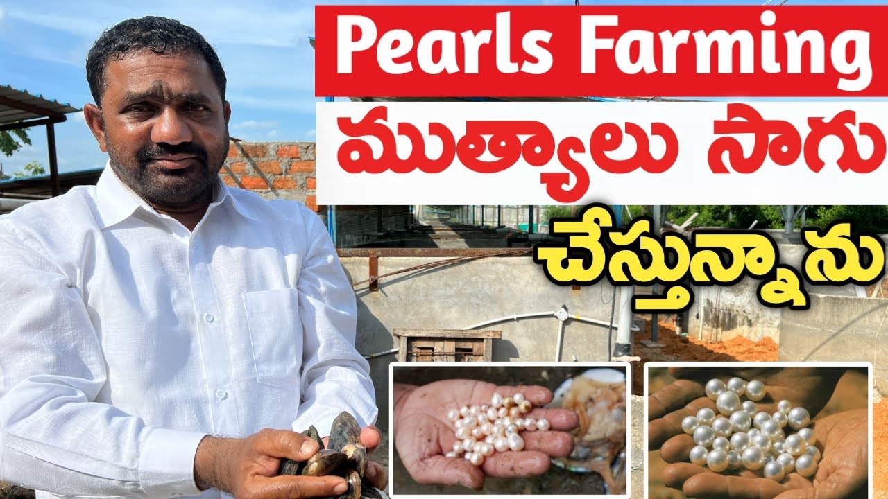 ముత్యాలు సాగు చేస్తున్నాను | Pearls Farming | బతుకు బడి