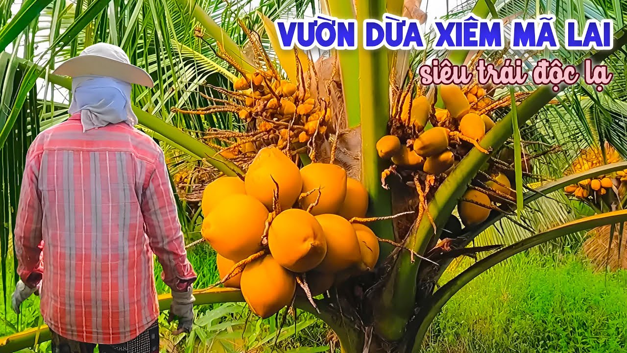 Vườn Dừa Xiêm Mã Lai Siêu Trái Ai Thấy Cũng Mê | Góc Miền Tây #181