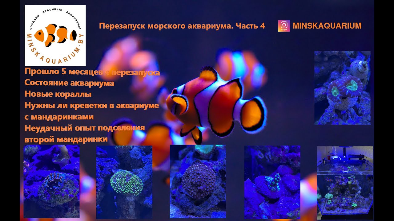 Перезапуск морского аквариума с задним сампом.  Часть 4. Прошло 5 месяцев. Новые кораллы и биология.