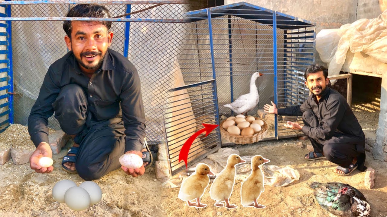 Finally Ducks 🦆 Nay eggs 🥚 Dena Start kar dya🥰| Ab duckling 🐥 ay Gay😍