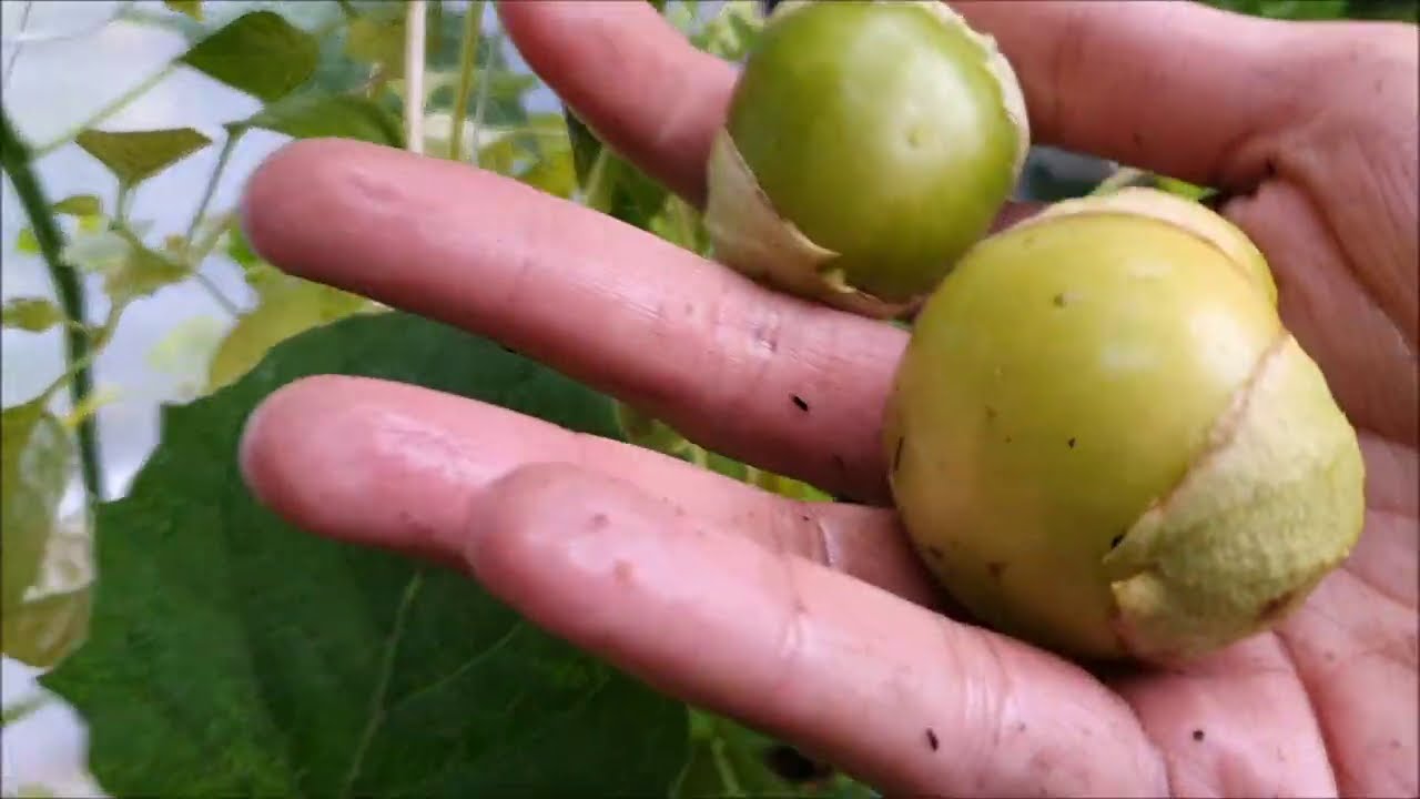 Zbieram Miechunkę Pomidorową | Uprawa Miechunki Pomidorowej
