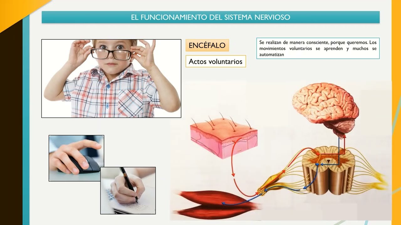3 - La coordinación nerviosa. Parte 2 (3ºESO)