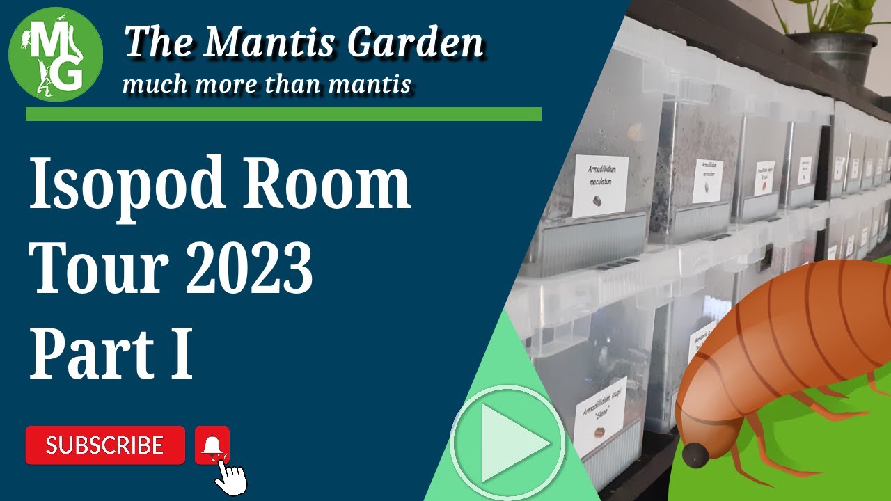 Isopod Room Tour 2023 Part I #isopods #bug #insects #creepycrawlies