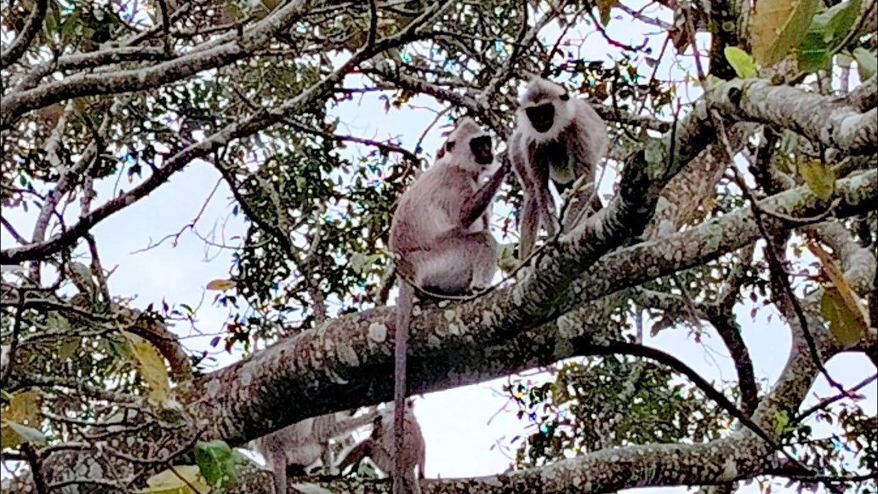 Sri Lanka 自由自助背包行 Grey Lemurs 