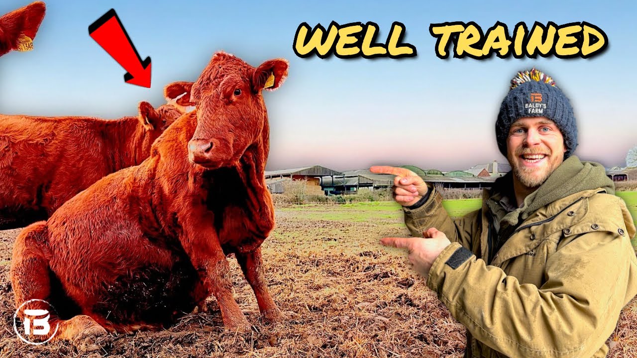 FARM UPDATE! Drainage Issues | Cows, Heifers And Bulls.