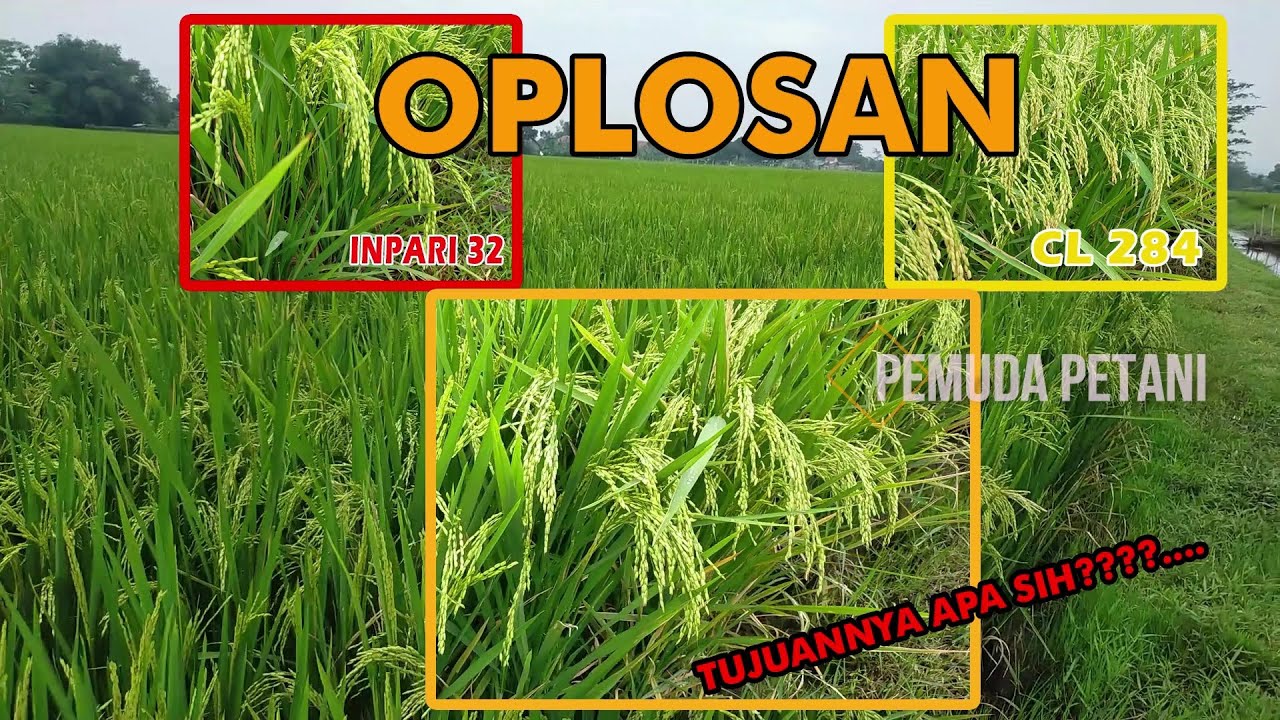 PADI INPARI 32 OPLOS CL284