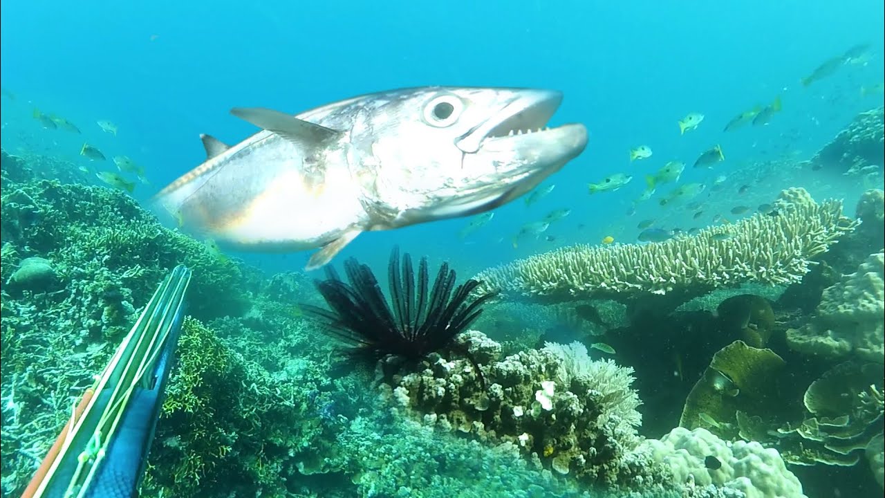 Berburu Dan Memanah Ikan Karang | Spearfishing Island