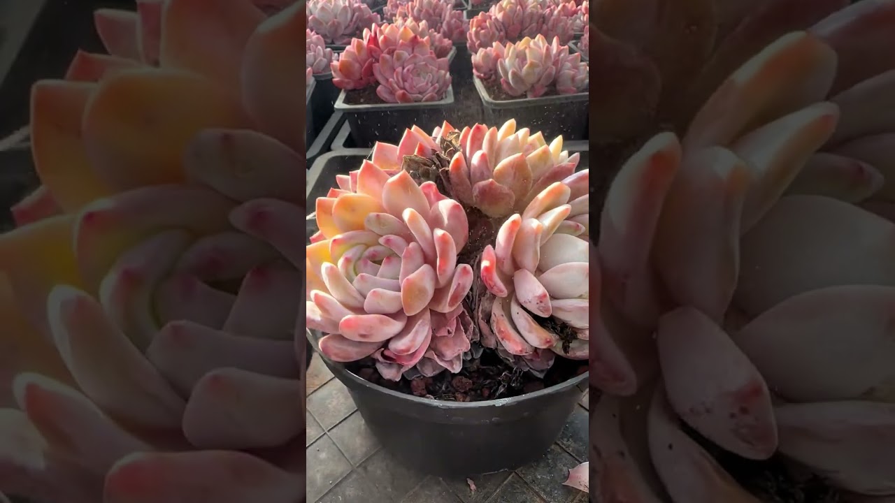 今天这颗撸的好累
