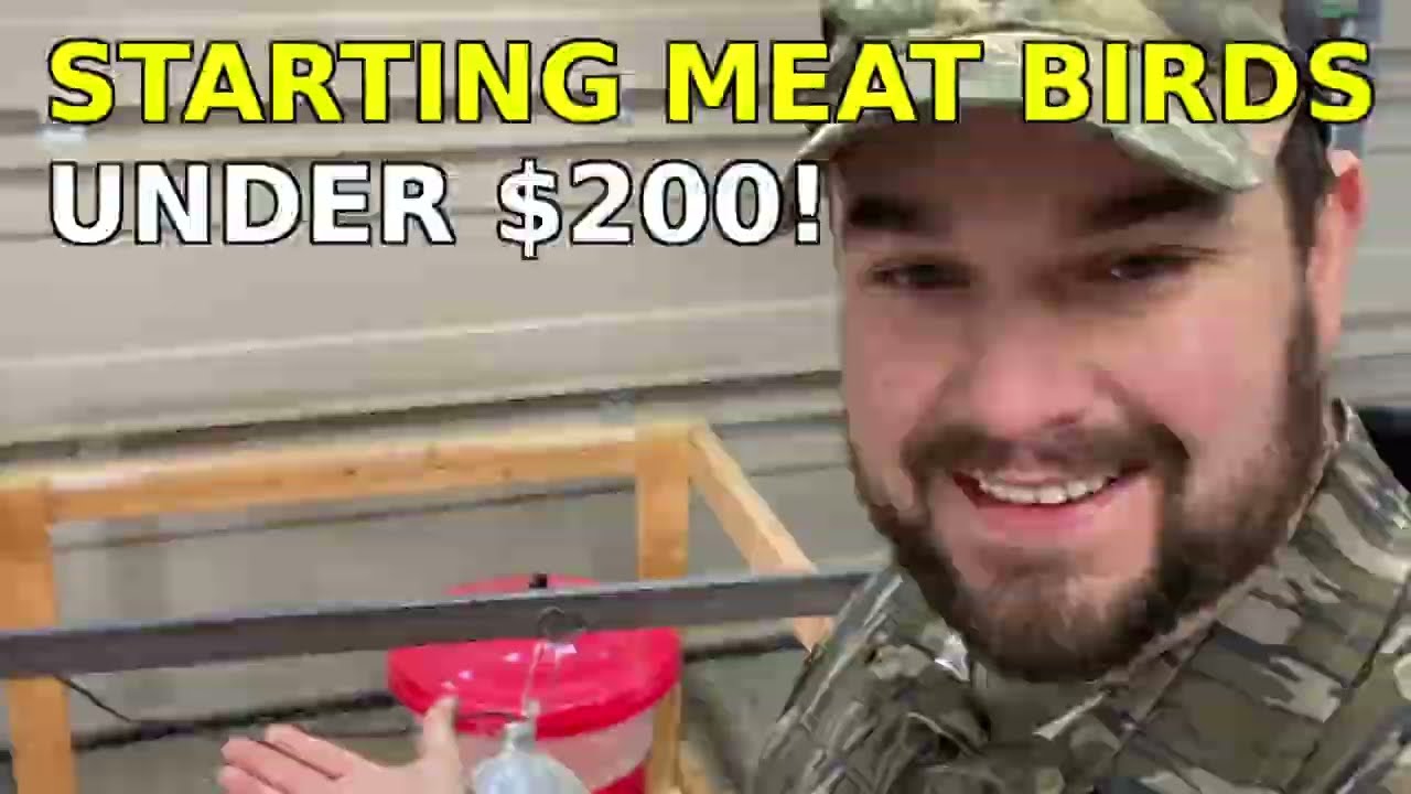 How much money does it take to get started with meatbirds?