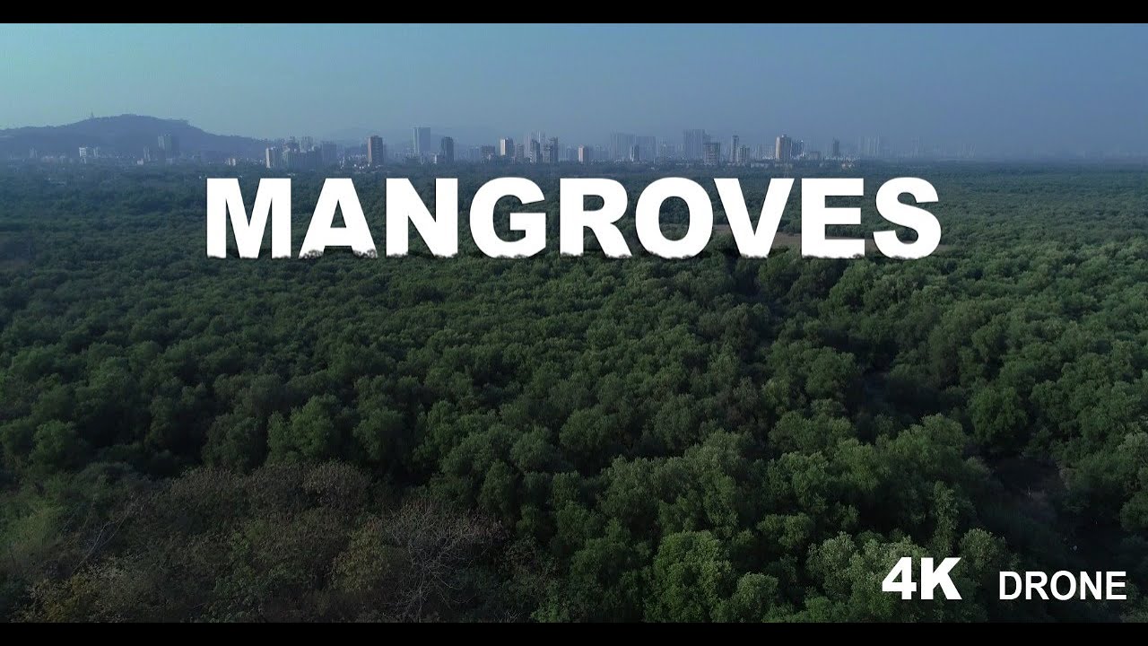 Mangroves | Important to Mumbai