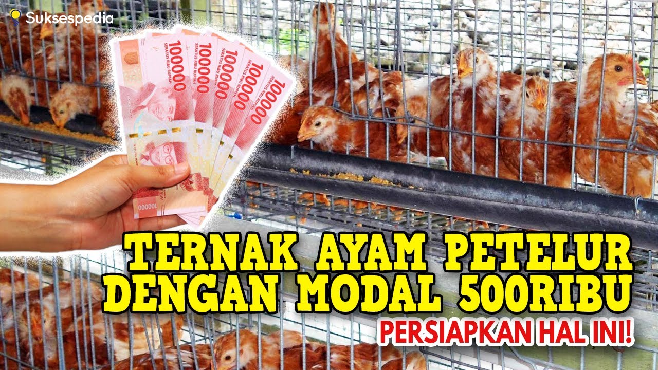 TERNAK AYAM PETELUR DENGAN MODAL 500RIBU || PERSIAPKAN HAL INI!