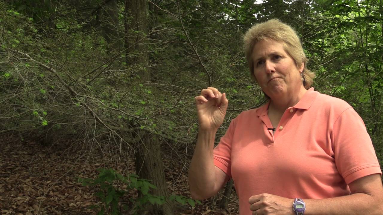 Hemlock Woolly Adelgid
