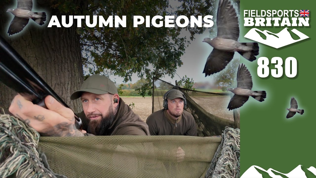 Fieldsports Britain &ndash; Осенние голуби
