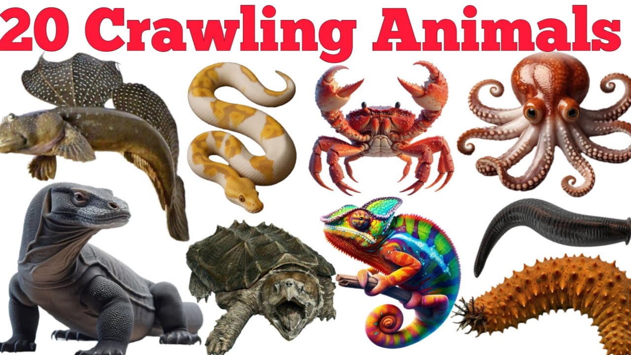 Learn 20 Crawling Animals Names In English & Hindi With Fun Facts | Fun Learning For Children