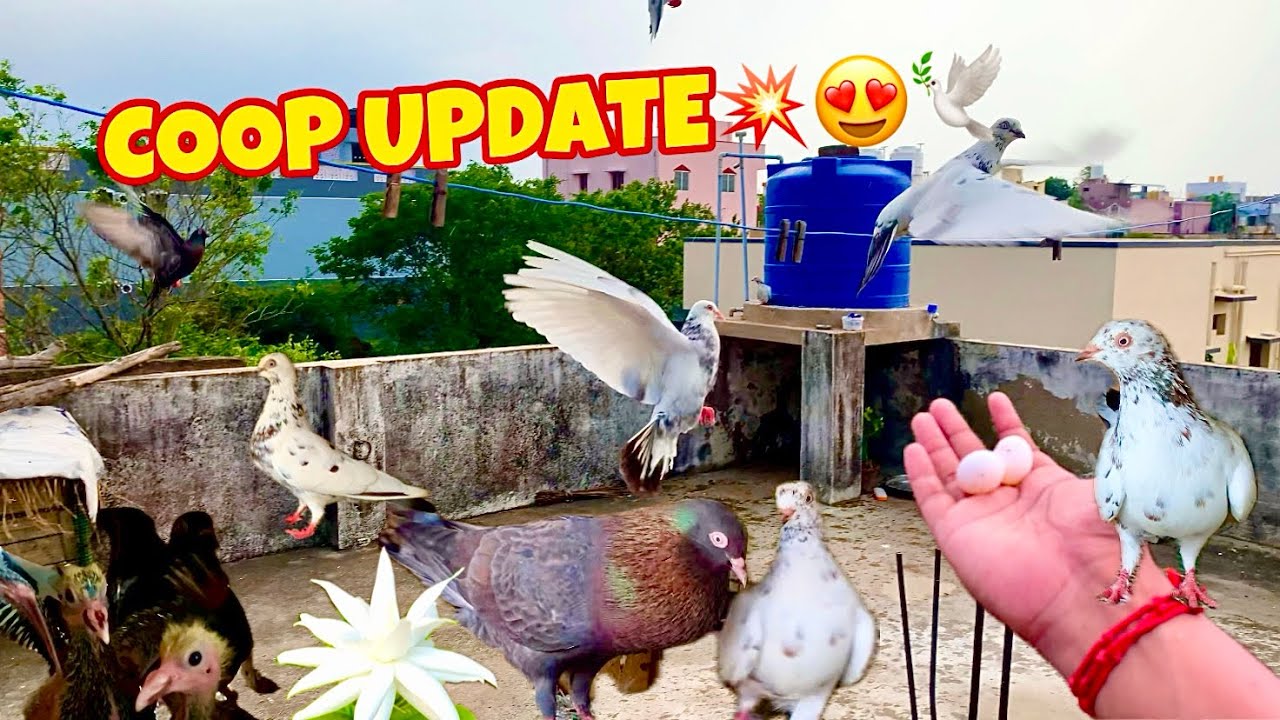 புறா🕊️❤️Coop💥Update🔴 #purakoondu #tamil #pigeon #loft #kabootar #புறா #தமிழ் #chennai #chennaibirds