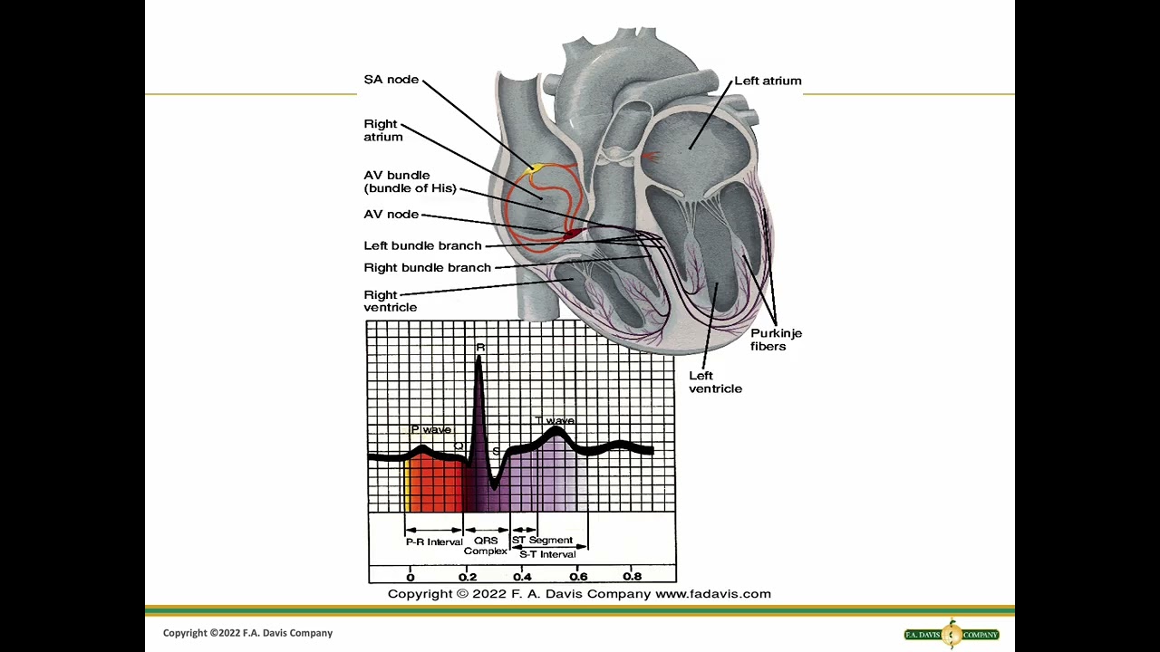 Circulation and Perfusion | Nursing Fundamentals (Lecture for Nursing Students)