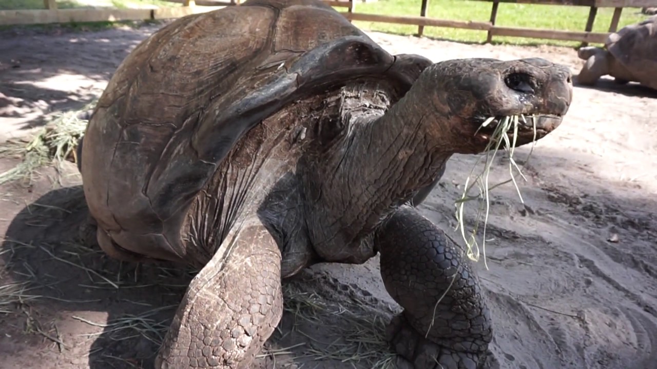 101yr Old Giant Galapagos Tortoise!