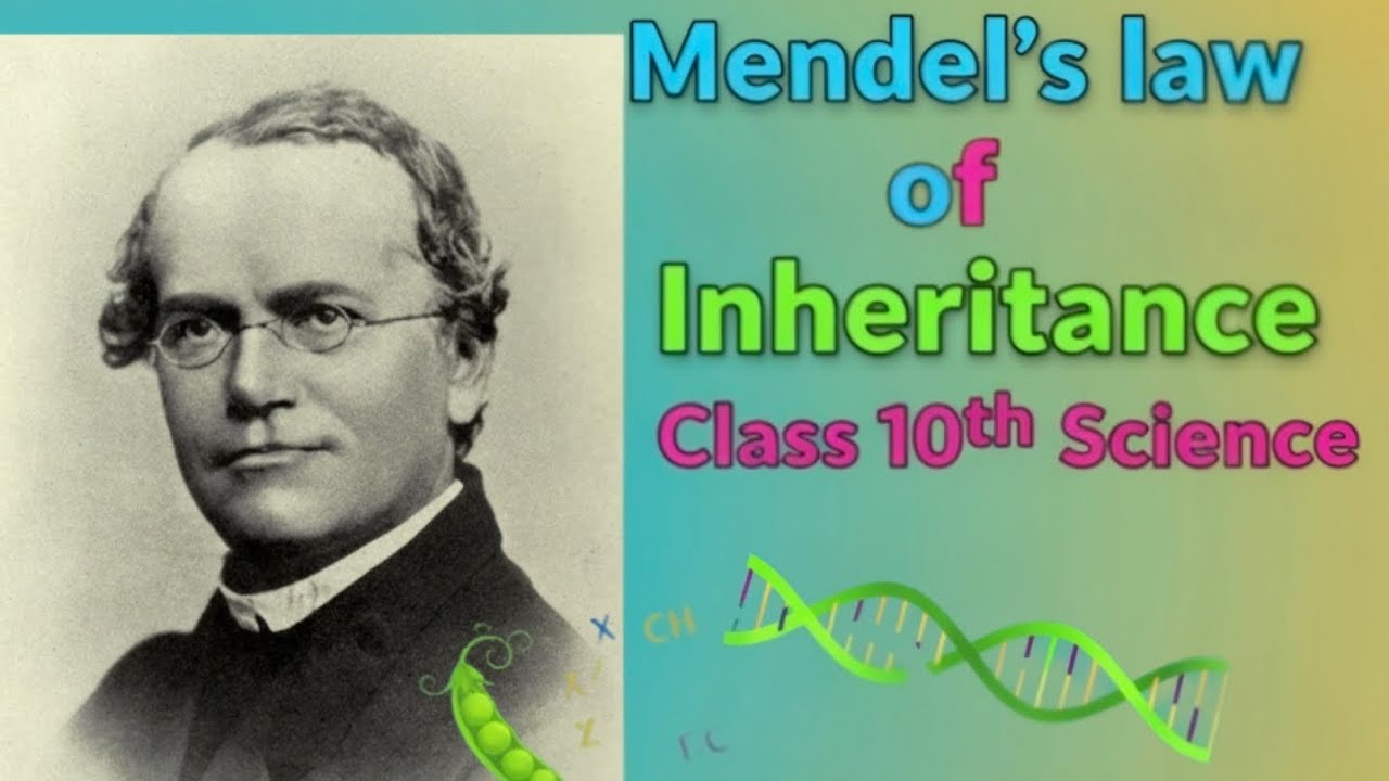 Mendel’s Laws of Inheritance | Class 10 CBSE Science | Easy Explanation