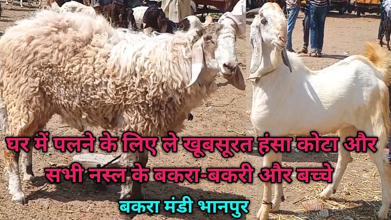 घर में पलने के लिए ले खूबसूरत हंसा कोटा और सभी नस्ल के बकरा-बकरी और बच्चे बकरा मंडी भानपुर-25/2/2026