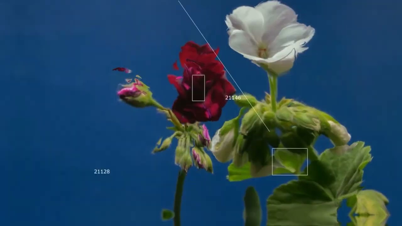petal | slow Liquid DnB