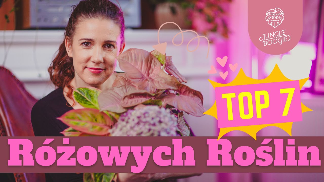 R&Oacute;ŻOWE ROŚLINY DONICZKOWE! 7 najpiękniejszych roślin o r&oacute;żowych liściach